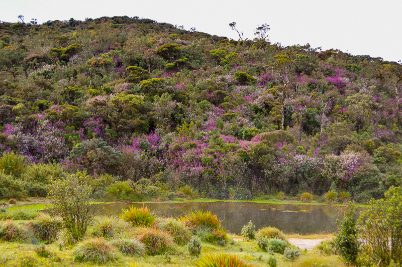 Exotic Flowers by the Reflecting Pond at Horton Plains