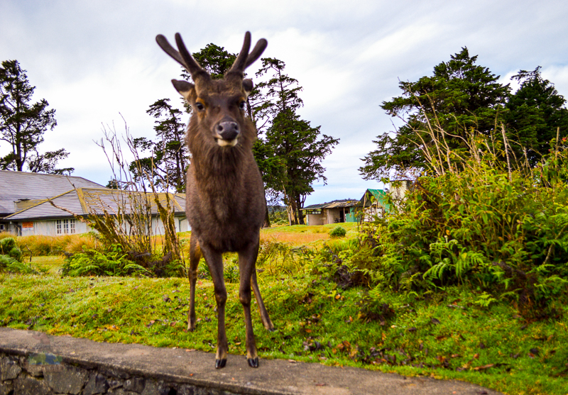 The "Welcome Deer" at Horton Plains