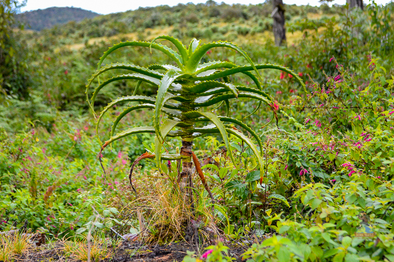 Exotic Plants at Horton Plains