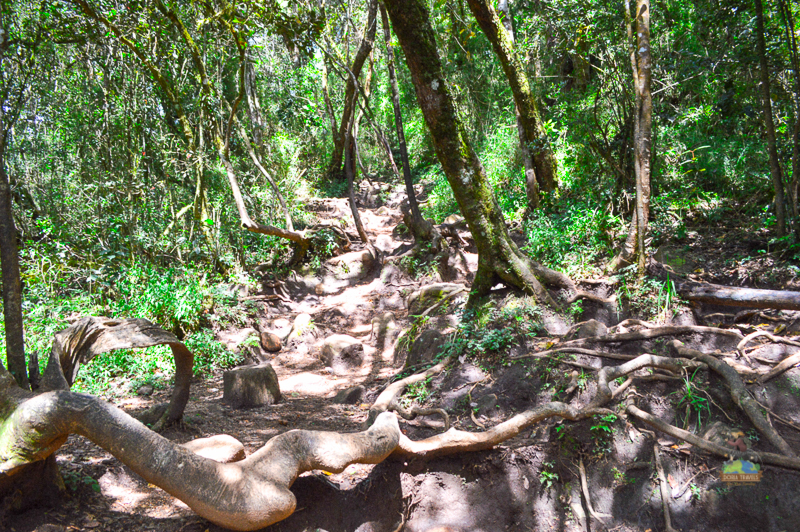 Trail to Baker's Falls at Horton Plains