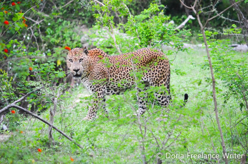 A Leopard at Yala in Sri Lanka