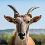 On Safari in Oklahoma