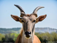 On Safari in Oklahoma