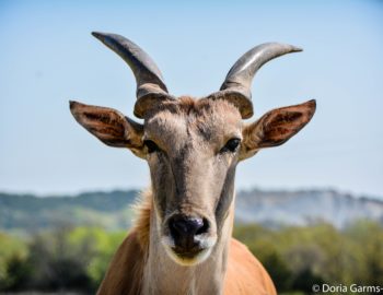 On Safari in Oklahoma