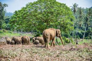 elephant sightings