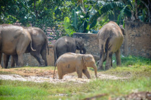 elephant sightings