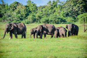 elephant sightings