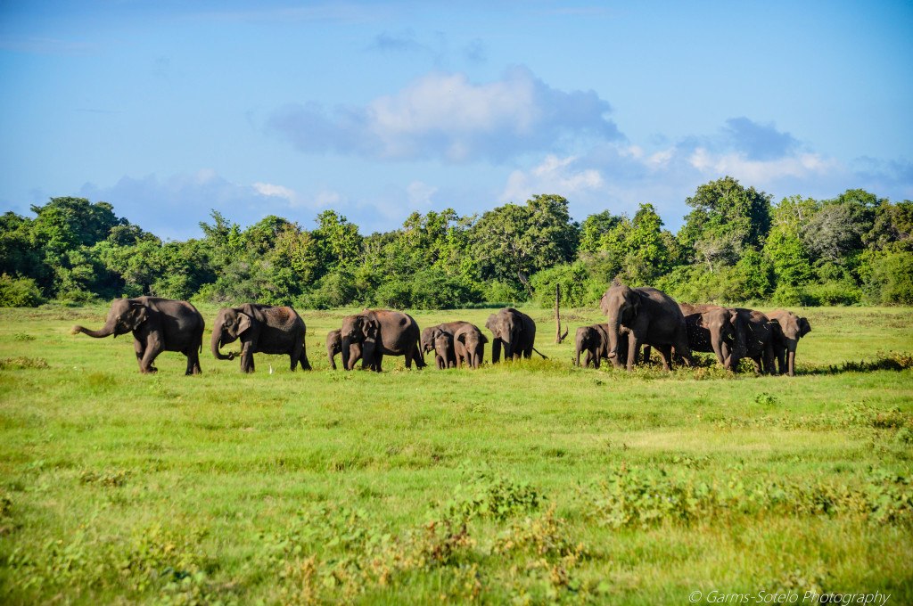 The Elephant Gathering in Sri Lanka