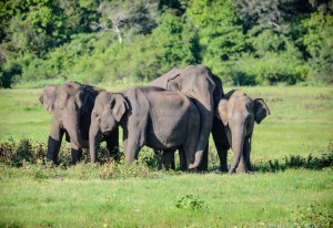 elephant sightings