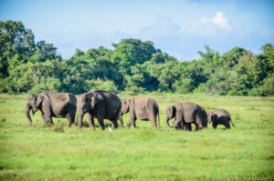 elephant sightings