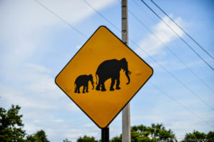 elephant sightings