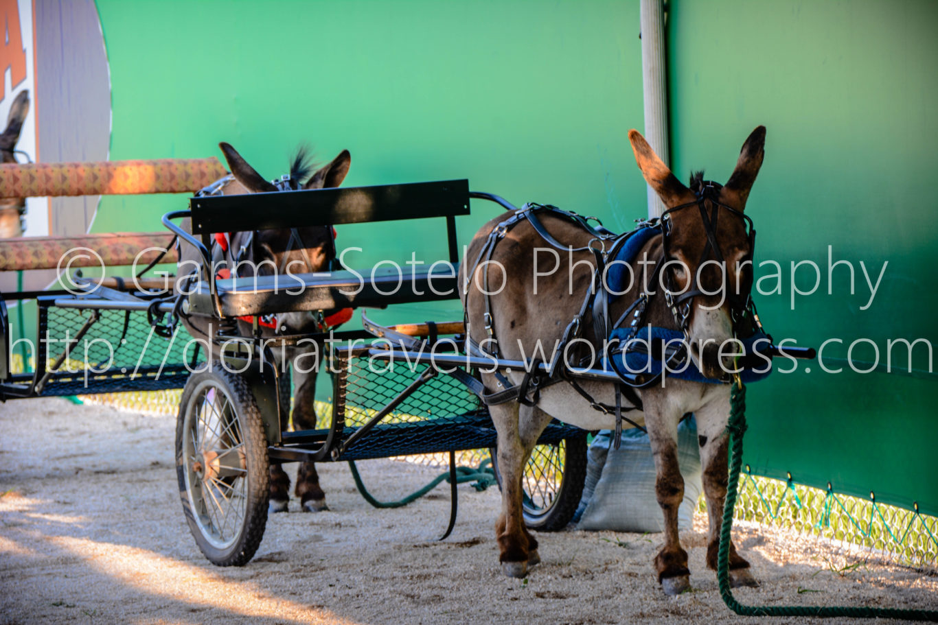 Donkey Rides