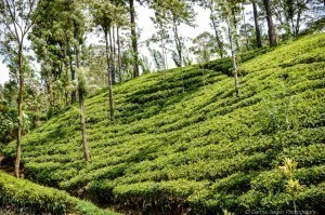 Nuwara Eliya