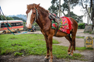 Nuwara Eliya