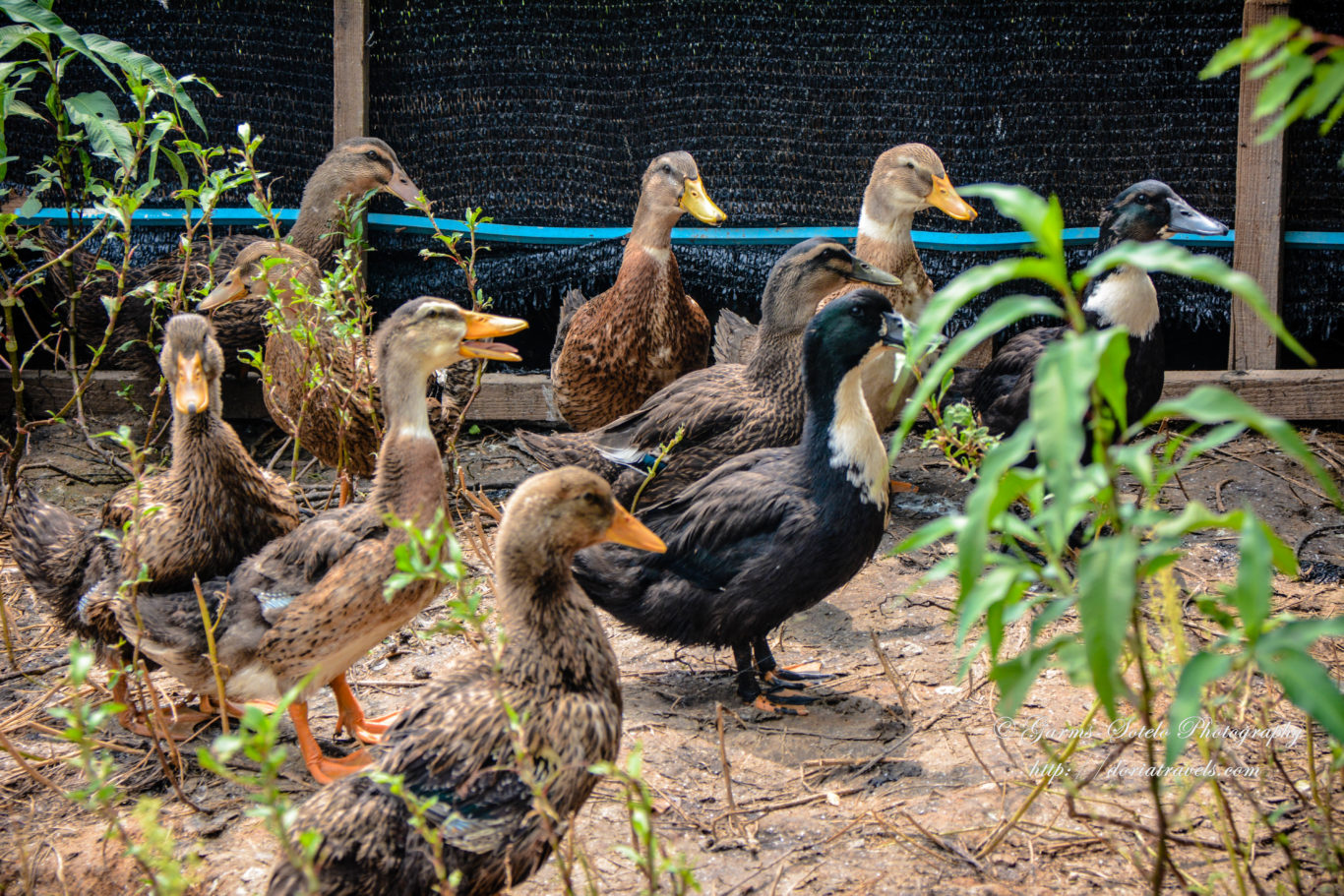 Ducks by the Barn