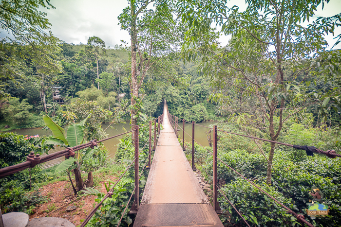 Trekking a Rain Forest in Sri Lanka